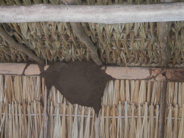Caribbean Termite aerial nest in top of a palapa structure covering a Mayan Ruin tomb www.charlotte-pest-control.com