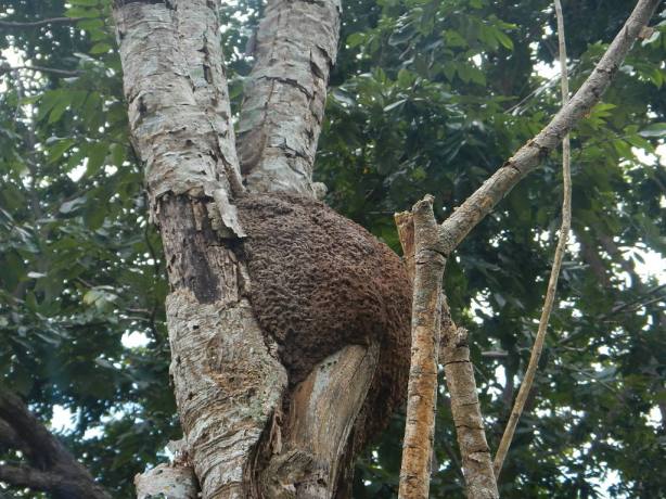 Aerial Termite nest in the Caribbean